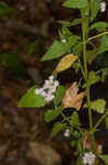 Pink thoroughwort